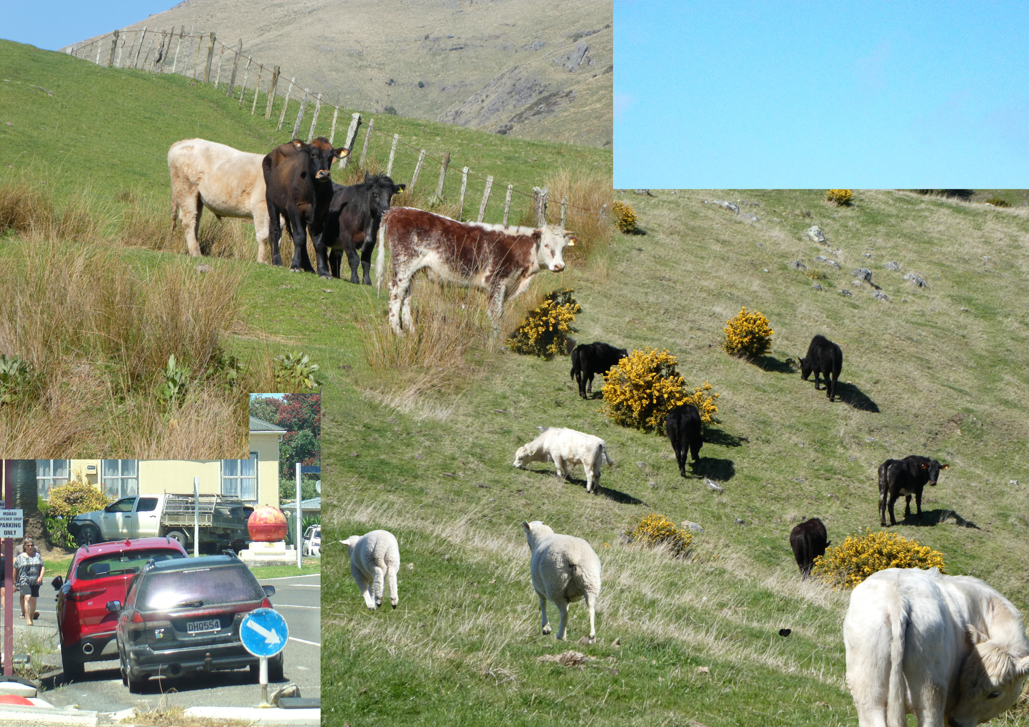 cows