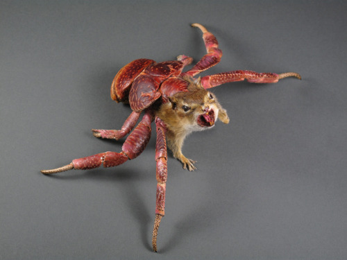 sixpenceee:  The most bizarre taxidermies I found on the internet 