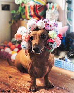 cutepetclub:  From @imakestagram: “Bonnets at the ready. Happy Easter friends!🐣🌸🌼💐✨” #cutepetclub [source: http://bit.ly/2ZpWIdh ]