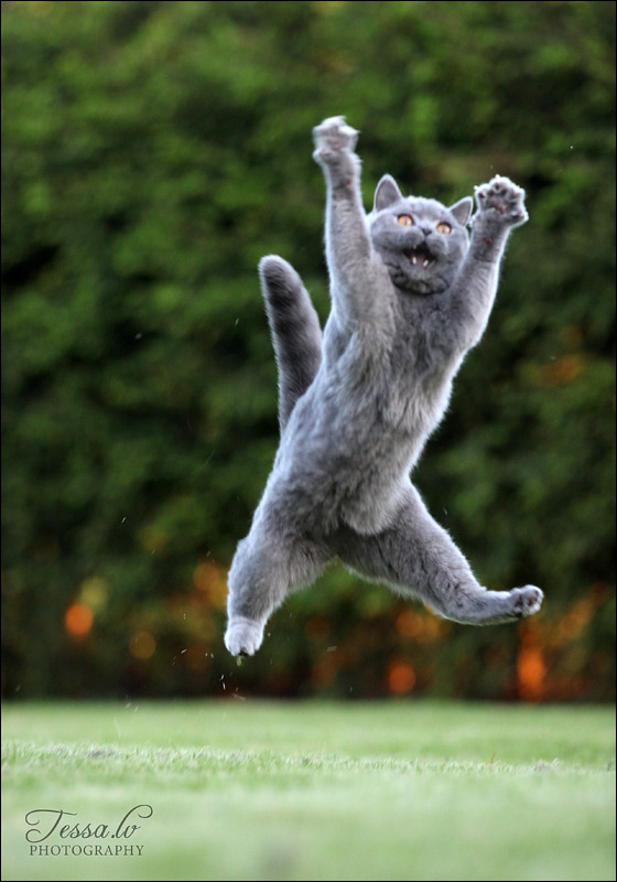 pudgykitties:  WEEEEEEE!!!! (from Tessochka) 