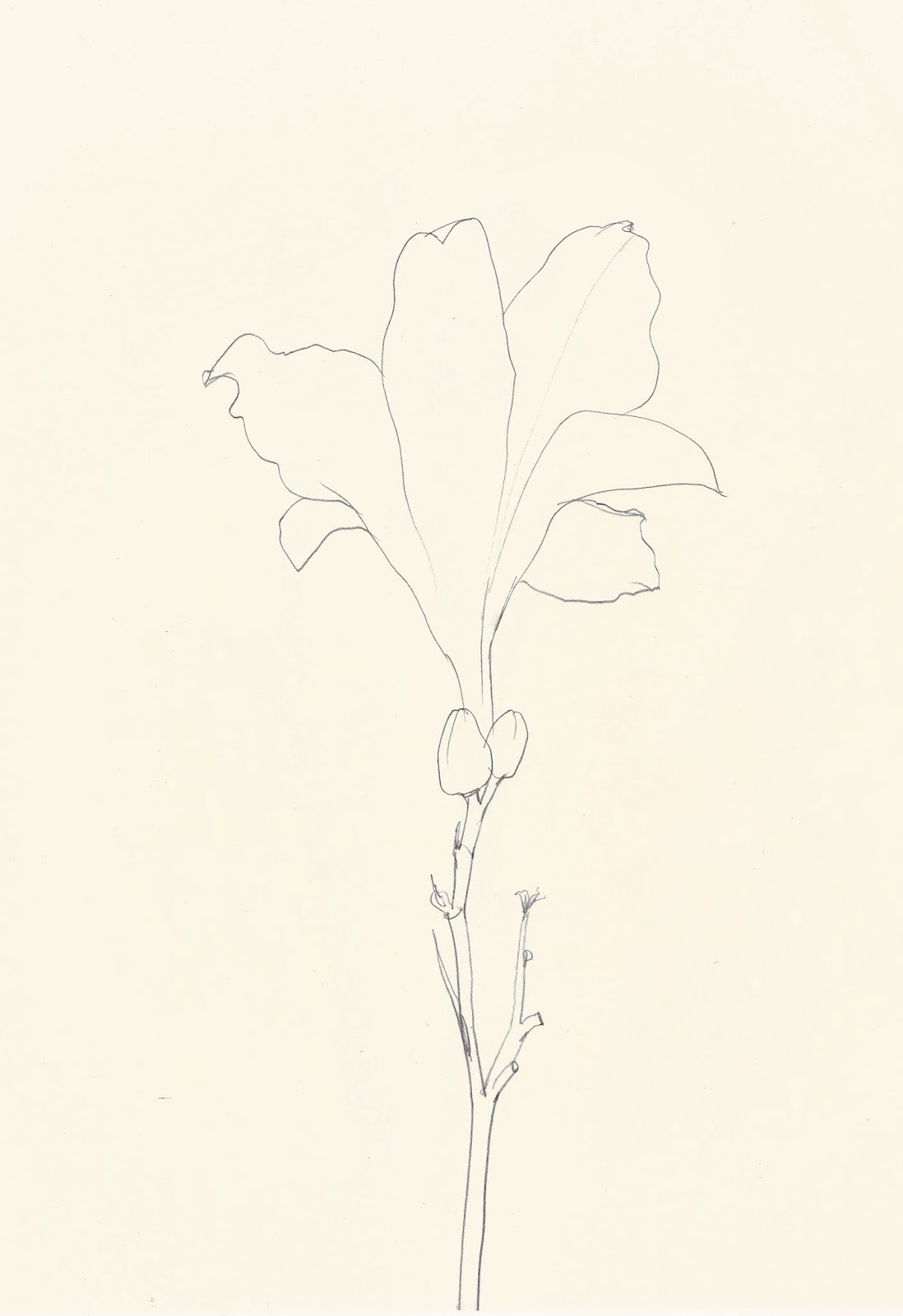 likeafieldmouse:  Ellsworth Kelly - Plant Drawings (1960-91) 1. Sweet Pea 2. Sunflower