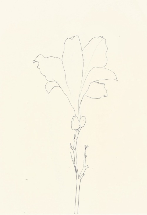 likeafieldmouse:Ellsworth Kelly - Plant Drawings (1960-91)1. Sweet Pea2. Sunflower3. Magnolia4. Fig5