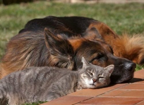 unusuallytypical-blog:  Friendship Between Grey Kitty and German Shepherd 