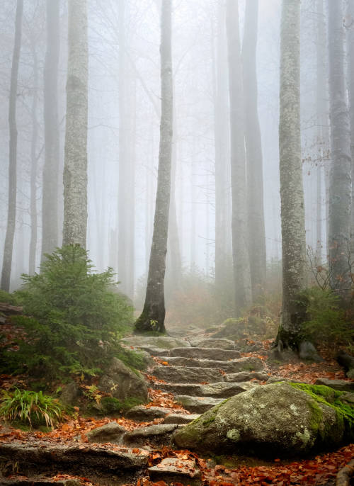 legendary-scholar:  Old mountain forest at Lusen, Bavaria, Germany.