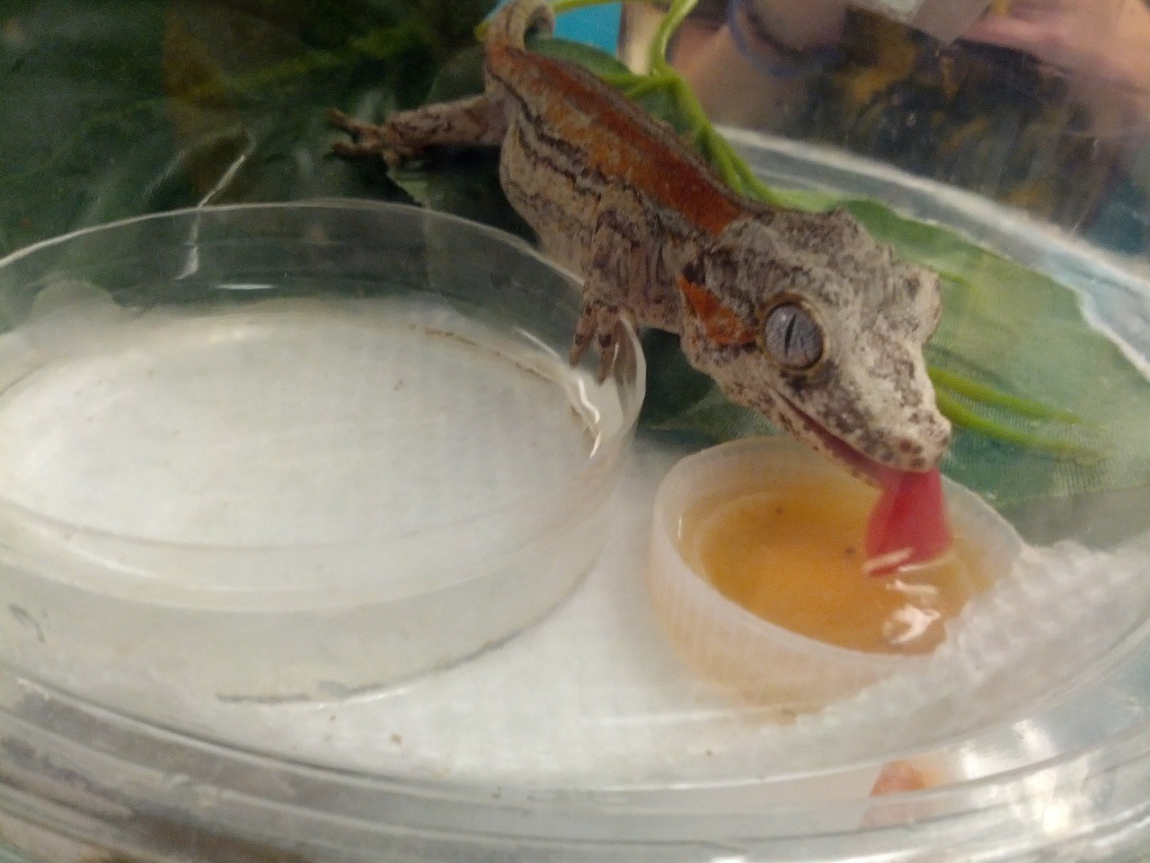 darkly-dreaming-of-dexter:  I took this picture during my research. He’s eating