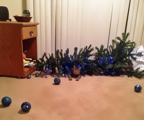 dangertoozmanykids101: angreav: recklesslyinfatuated: Cats vs Christmas Trees Bad Kitties!!!@tomstin