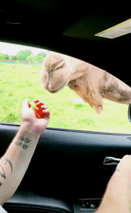GIF, OWENS, GIF!