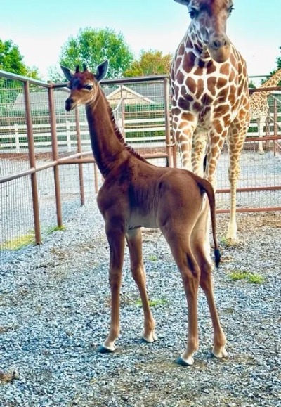 A baby giraffe stands in a pen. she is a consistent soft brown with a lighter belly and has no spots. 