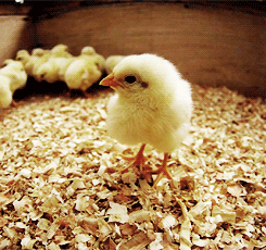 Baby Chicken