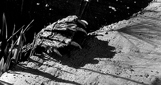 deforest: This wasn’t imagination, Doctor.CREATURE FROM THE BLACK LAGOON (1954)— dir. Jack Arnold