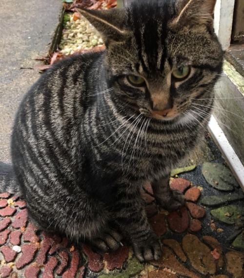 circulargoat:i saw a beautiful cat today!!!