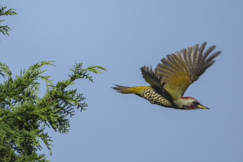 アオゲラ（Japanese Green Woodpecker）