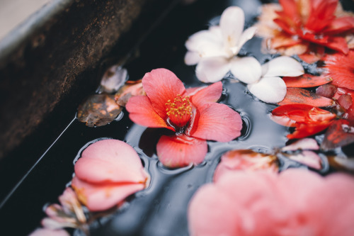 instillmotion: Beautiful water vat filled with flowers, in the corner of a glasshouse in Chatsworth 