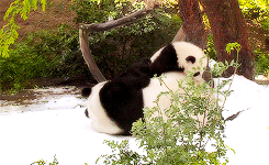 Giant Panda Photos