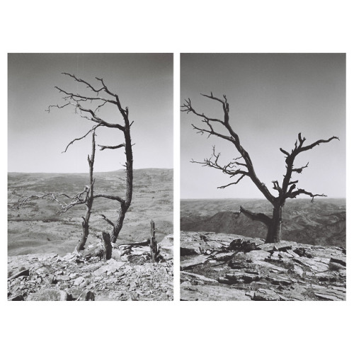 These trees were shot 12 months ago 11 hours north of Adelaide in the most desolate landscape I&rsqu