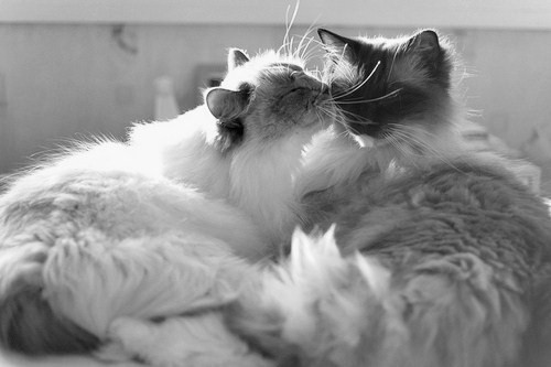 amplectaris:  by resendre62 