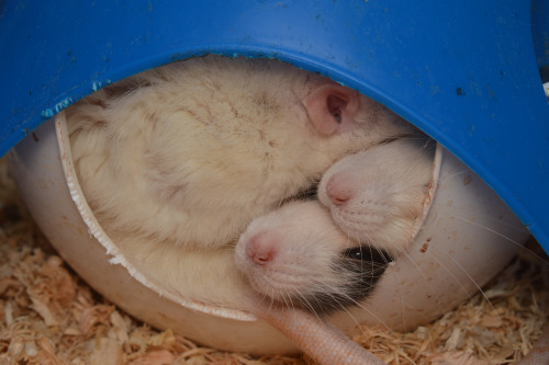 3milysrats:I don’t even know how all four boys fit in the space pod, but they do. Cuddling rats ar