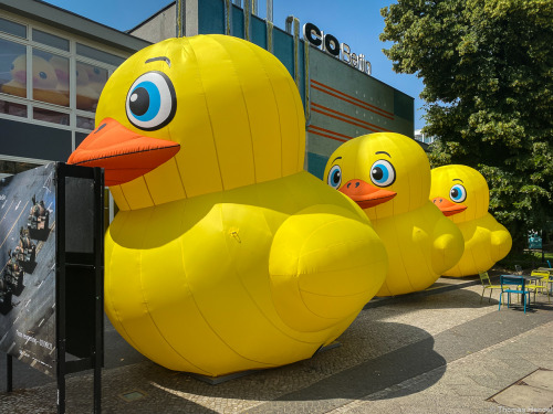 Big Yellow Ducks.Series “Send Me An Image”.