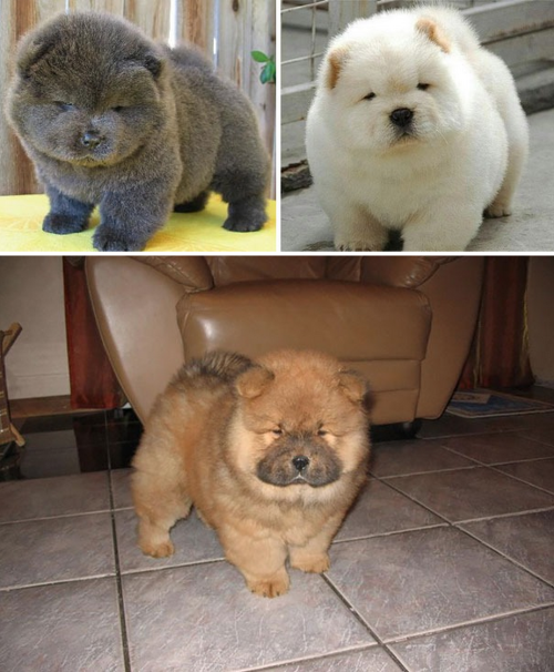 tastefullyoffensive: Puppies Who Look Like Teddy Bears (photos via Bored Panda)Previously: Perfectly