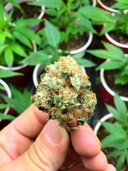 thebudtendersociety:  Sonic Screwdriver brought in by a grower yesterday   Terpene levels were out of control  Http://budtendersociety.com