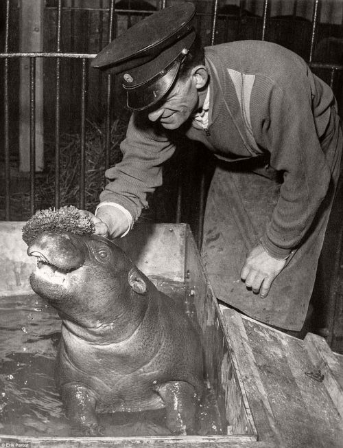 semioticapocalypse: A baby hippo taking a bath in Copenhagen zoo. Early 20th century [::SemAp Twitte