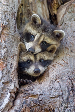 llbwwb:  Desperadoes Under The Eaves by Serhatdemenirglu.