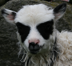 babygoatsandfriends:  wanderingthedoldrums:  ivum-naya:  babygoatsandfriends:  Meet Batlam, named for Batman, a lamb born at a science center. Batlam got his name because of the markings on his fur, which its owners felt resembled the caped crusader.