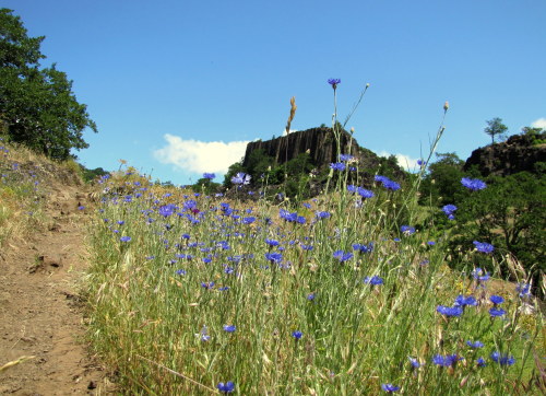 Wildflowers of Washington May, 2014