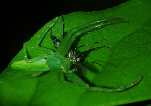 Wakabagumo - Oxytate striatipes - a crab spider from Japan. It has no web, instead grabbing prey wit