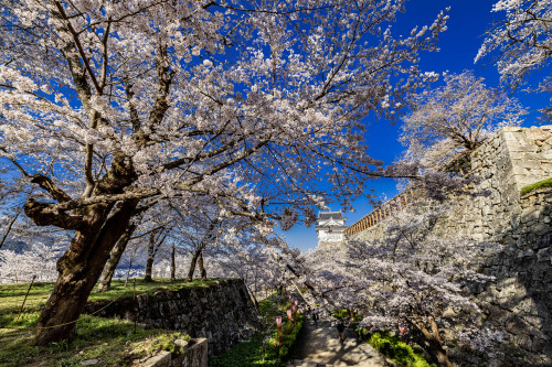 津山城の春