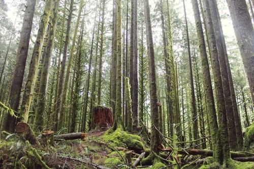 matchbox-mouse:Sunny day in the woods.Golden Ears Provincial Park, British Columbia