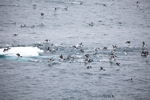 Brunich&rsquo;s Guillemots at Alkefjellet, Svalbard Absolutely stunning place. You wouldn&rs