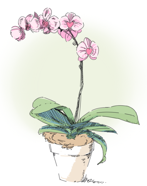 plushmayhem:  Orchids from reference 