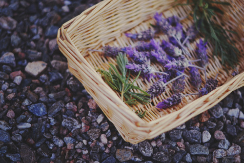floralls:  Lavander by Javier Canale