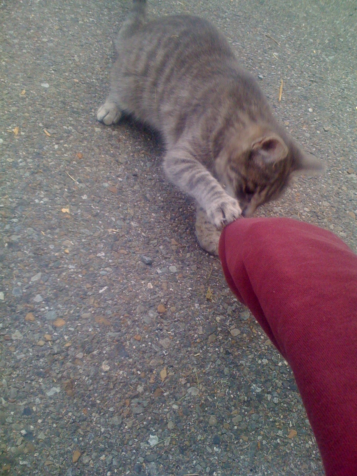 robotlyra:  hermeowjesty:  YESTERDAY I MET A BUNCH OF KITTIES AND THEY WERE SWARMING