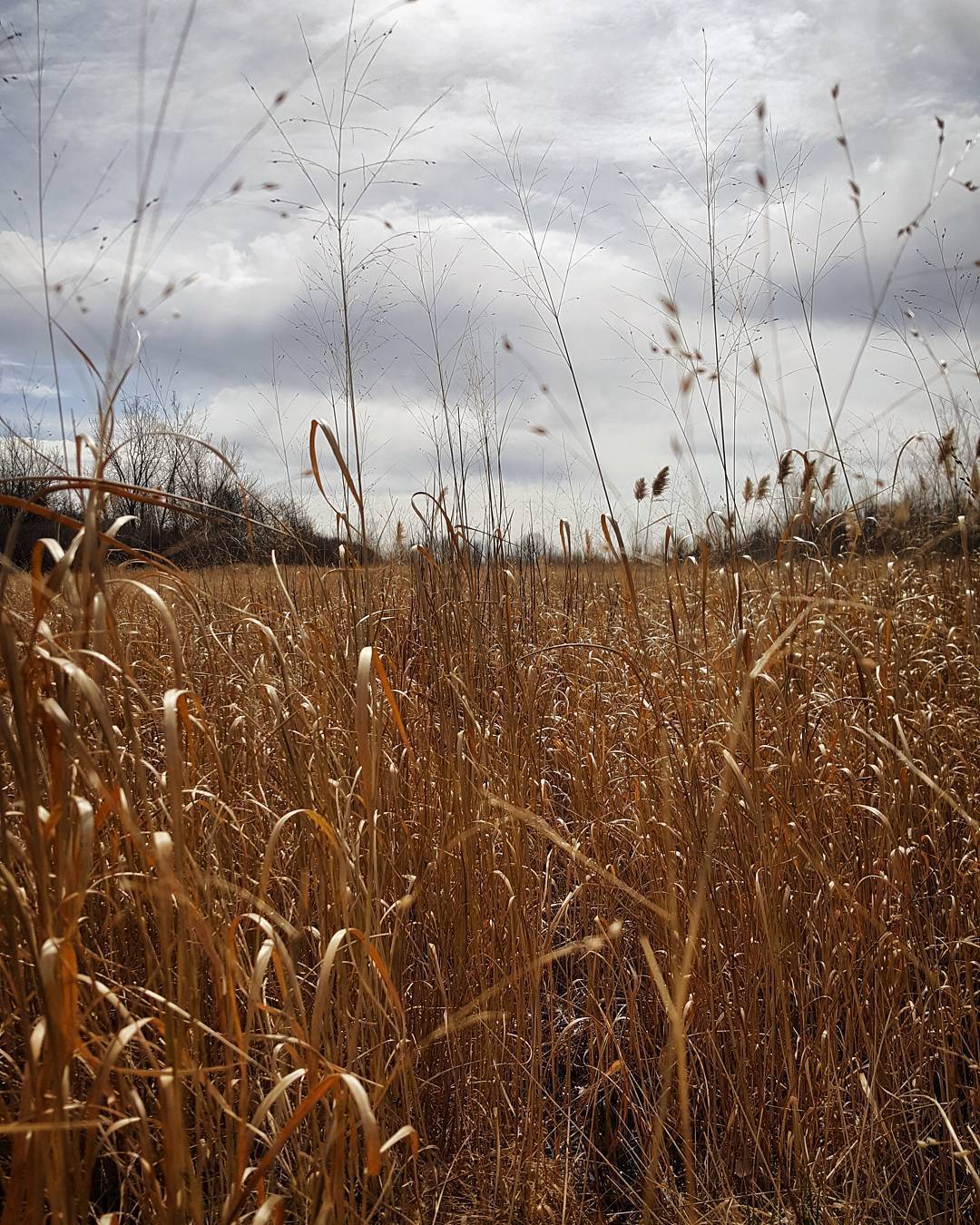 &ldquo;When we walked in fields of gold&hellip; &rdquo; #hiking #coldwind