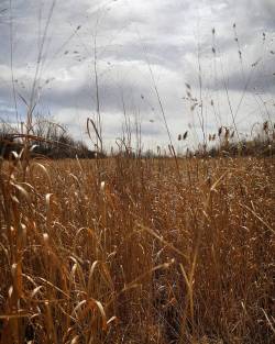 “When we walked in fields of gold…