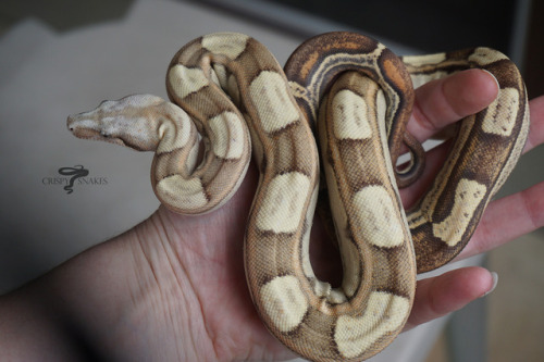 crispysnakes:Bermuda Rose - Pink Panther VPI T+ motley (Boa imperator)