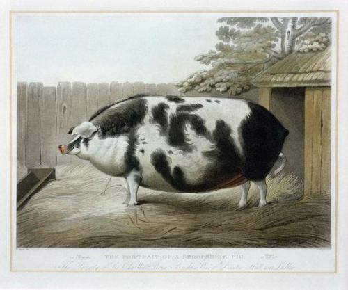 coeurdelhistoire:artekka:God bless 19th century livestock painters of absolute units.1. James Clark2