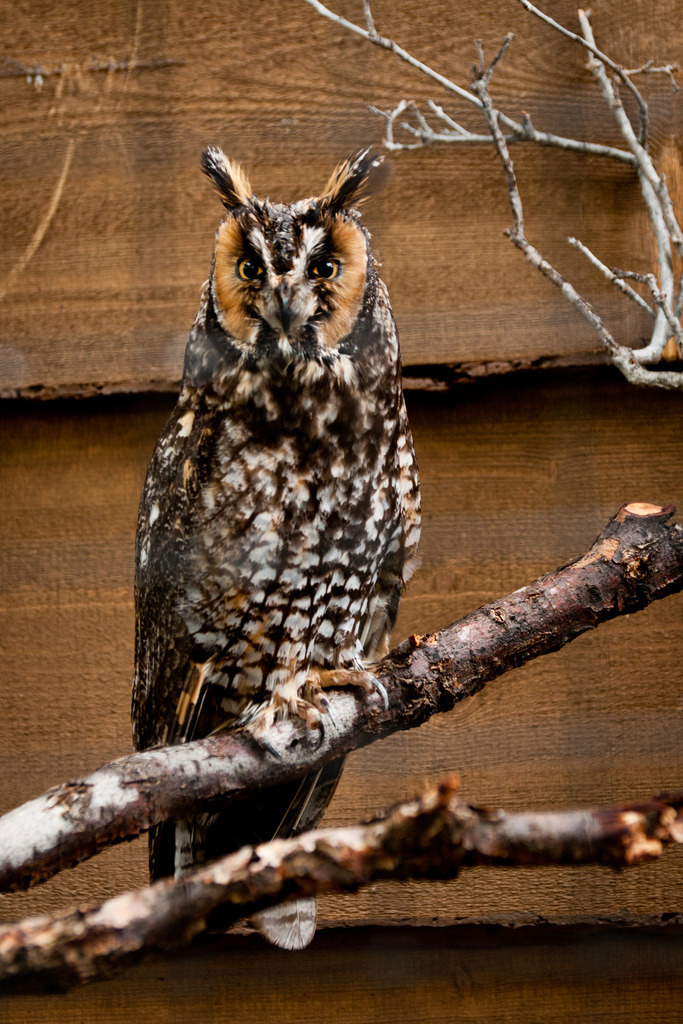 valscrapbook:   	asio otus by Sam Scholes    	Via Flickr: 	Tracy Aviary, Salt Lake