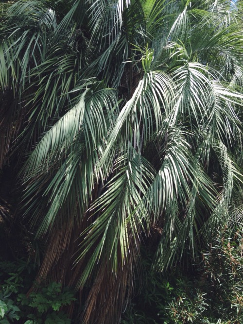 the-outsiders-notebook: PALM LEAVES -SAN DIEGO, CA