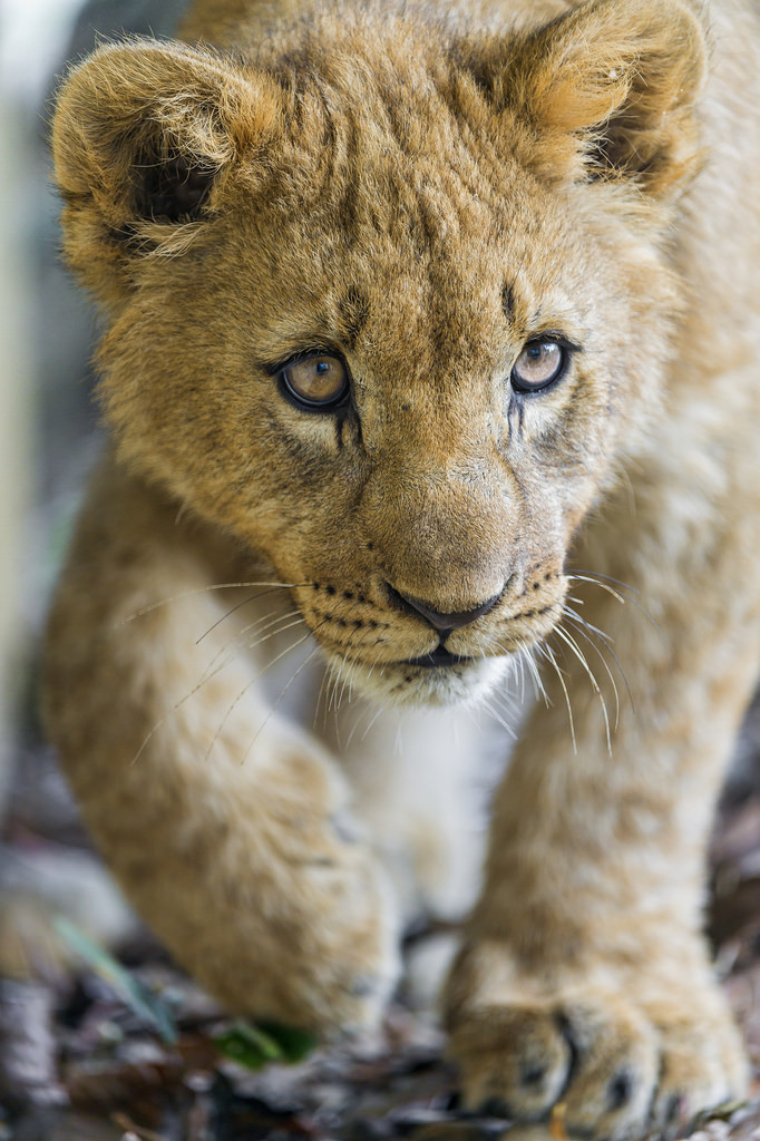 bigcatkingdom:  Unsure cub approaching… (by Tambako the Jaguar) 