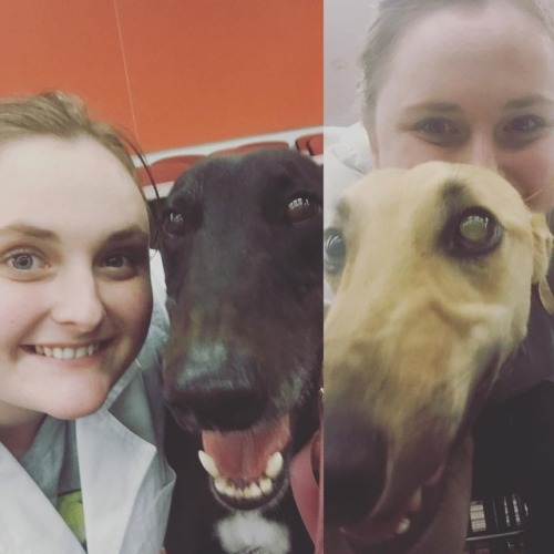 Greyhounds are so beautiful, I want 5! Meet Waffle and Crumpet! #adoptdontshop #greyhoundsofinstagra