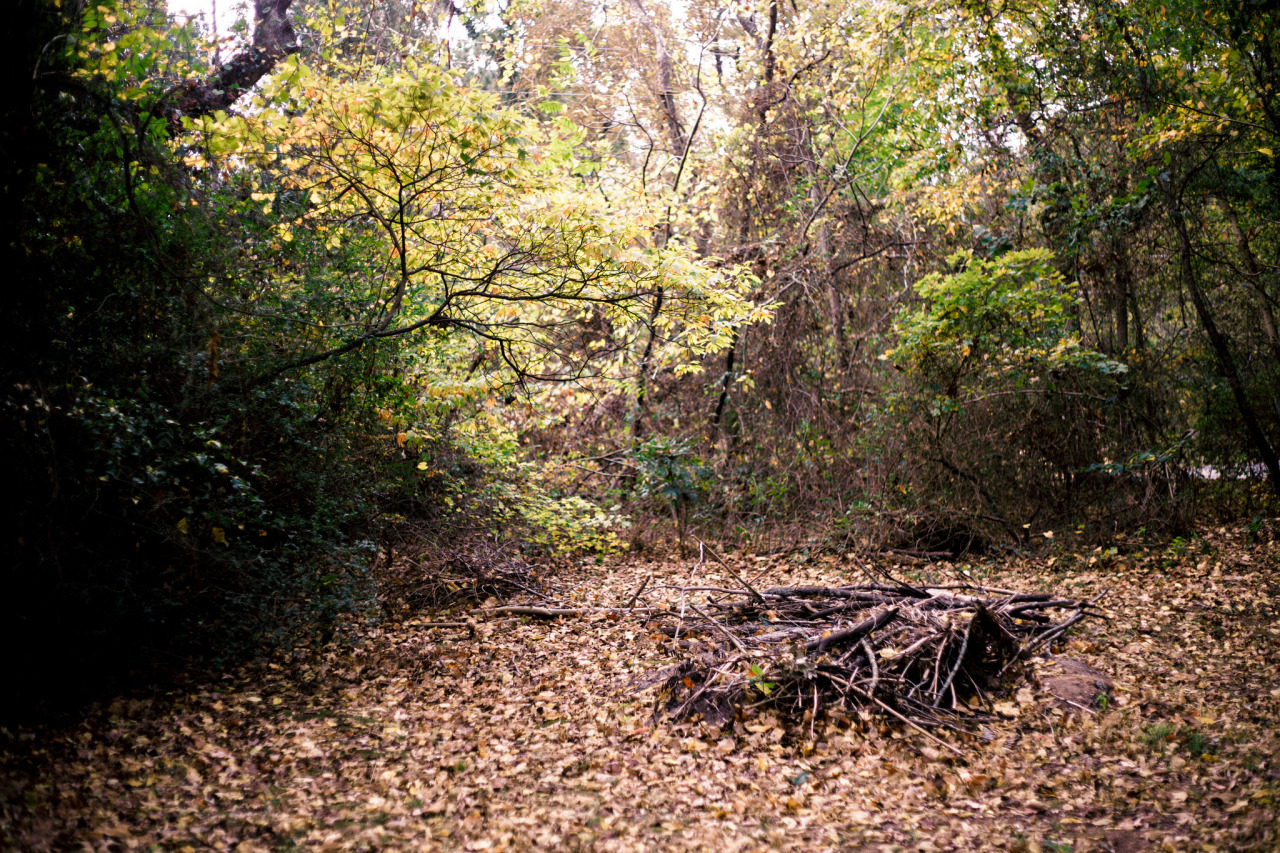 toxicremedy:  i’m sososo excited about the leaves 
