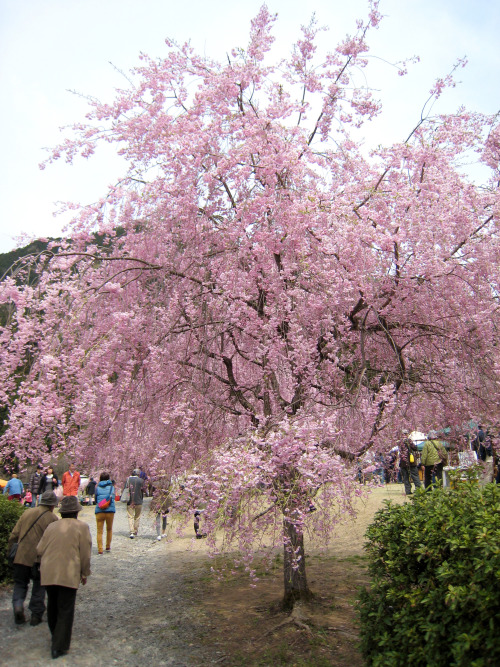 竹田の里しだれ桜まつり2014年4月12日(土)～4月26日(土)20140420午前中妻と桜を見にお出かけしました。少し肌寒かったけど、大勢の観光客が見物にきてました。