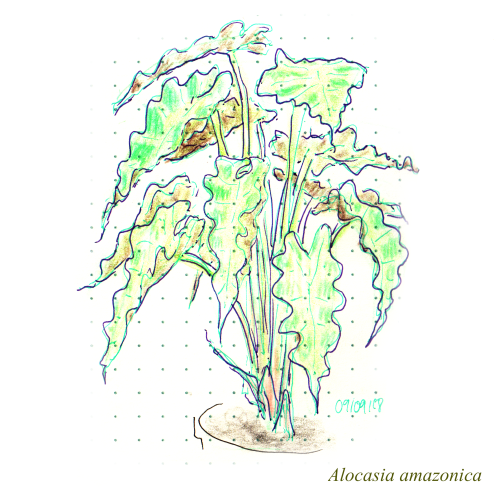 plant sketches from my flat back in 2018. 3/5 are dead now, but the Dracanea is in a better shape !!