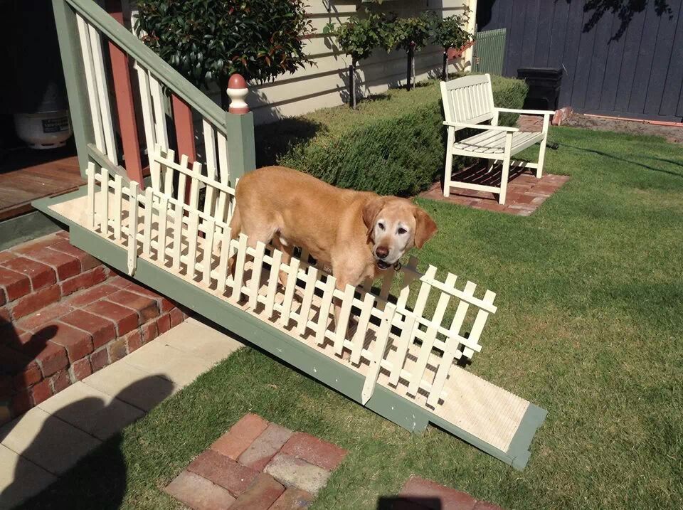 sushinfood:  ablubluh:  aguamenti-liza:  so my dog is 13 and has trouble going up