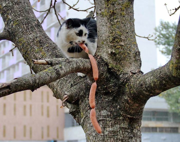 pleatedjeans:21 Adorable Animal Thieves Caught Red-Handed