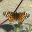 theplanthropologist