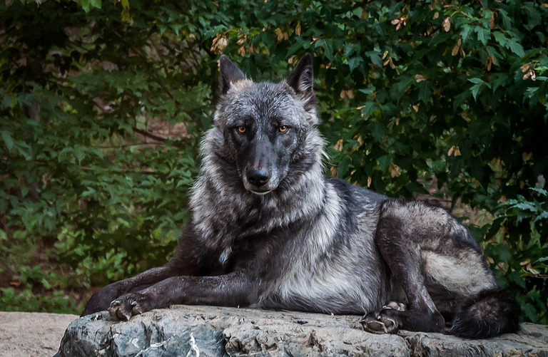 sisterofthewolves: Picture by Eve’s Nature Luna at International Wolf Center,